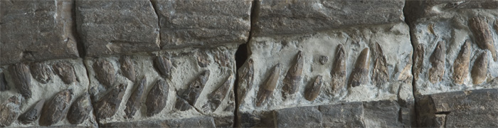 Platyodon teeth